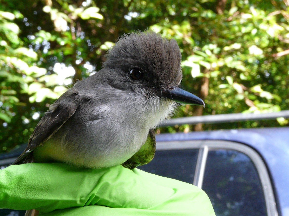 Lesser Antillean Flycatcher - ML638328442