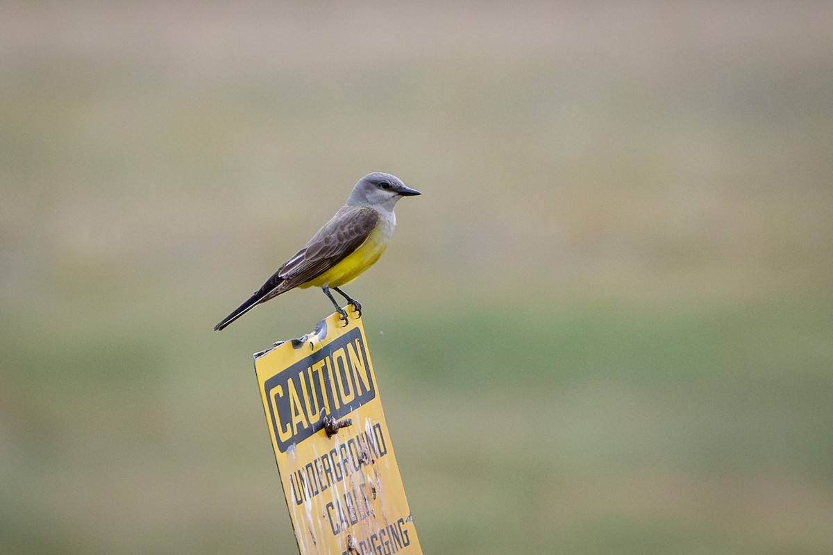 Western Kingbird - ML638328446
