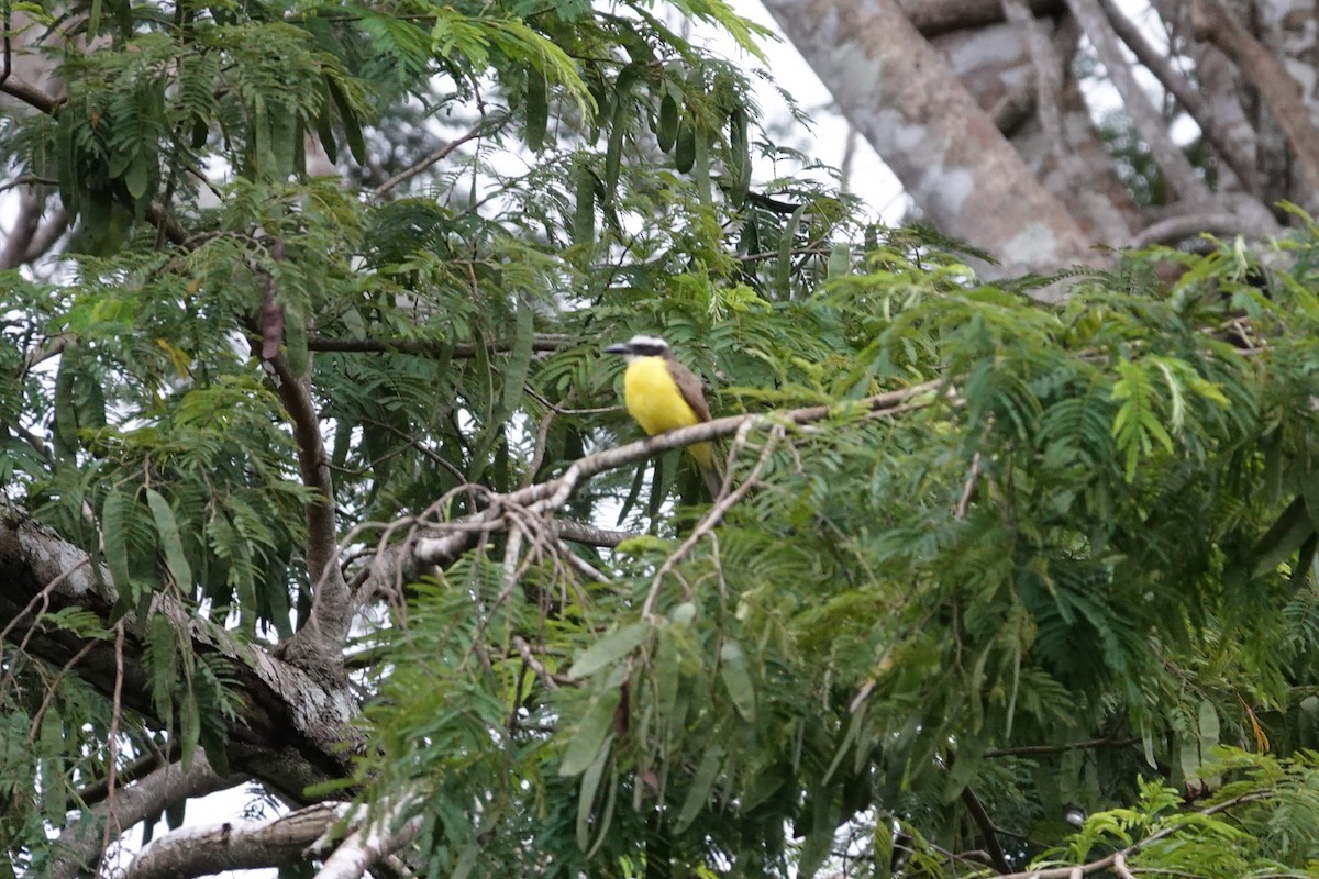 Boat-billed Flycatcher - ML638328451