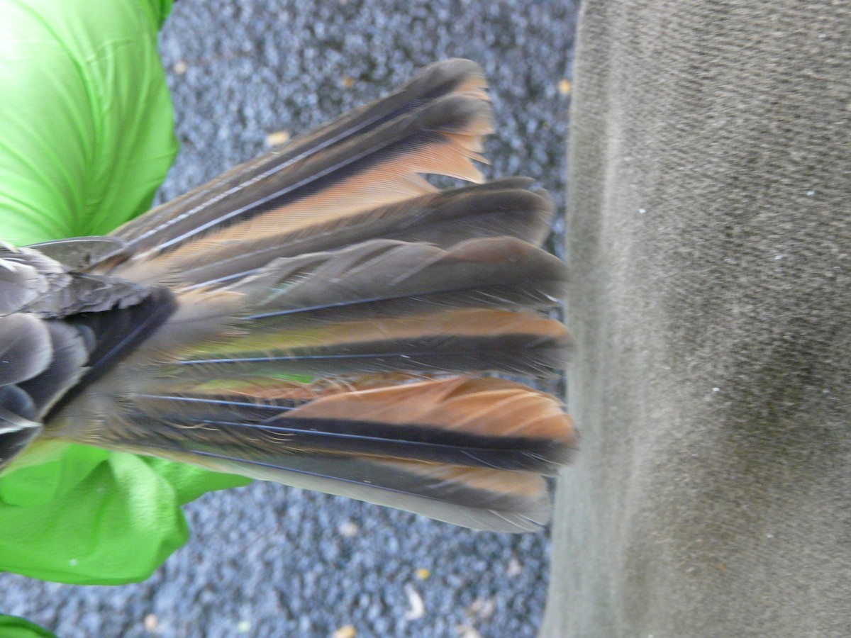 Lesser Antillean Flycatcher - ML638328453