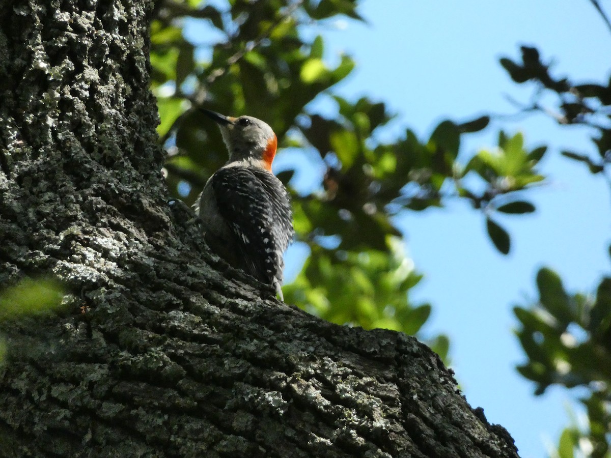 Red-bellied Woodpecker - ML638328454