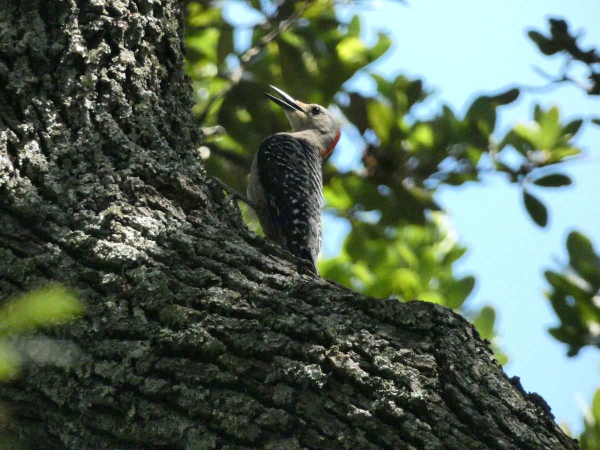 Red-bellied Woodpecker - ML638328455
