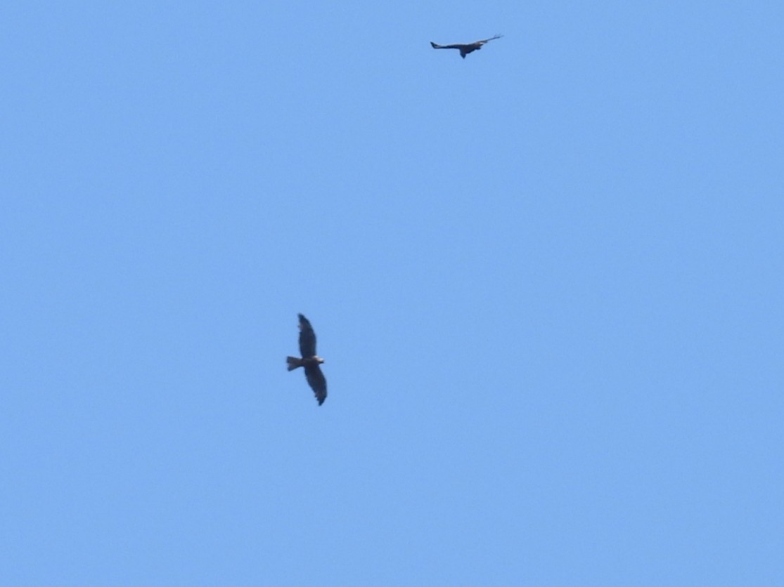 Swainson's Hawk - ML638328477