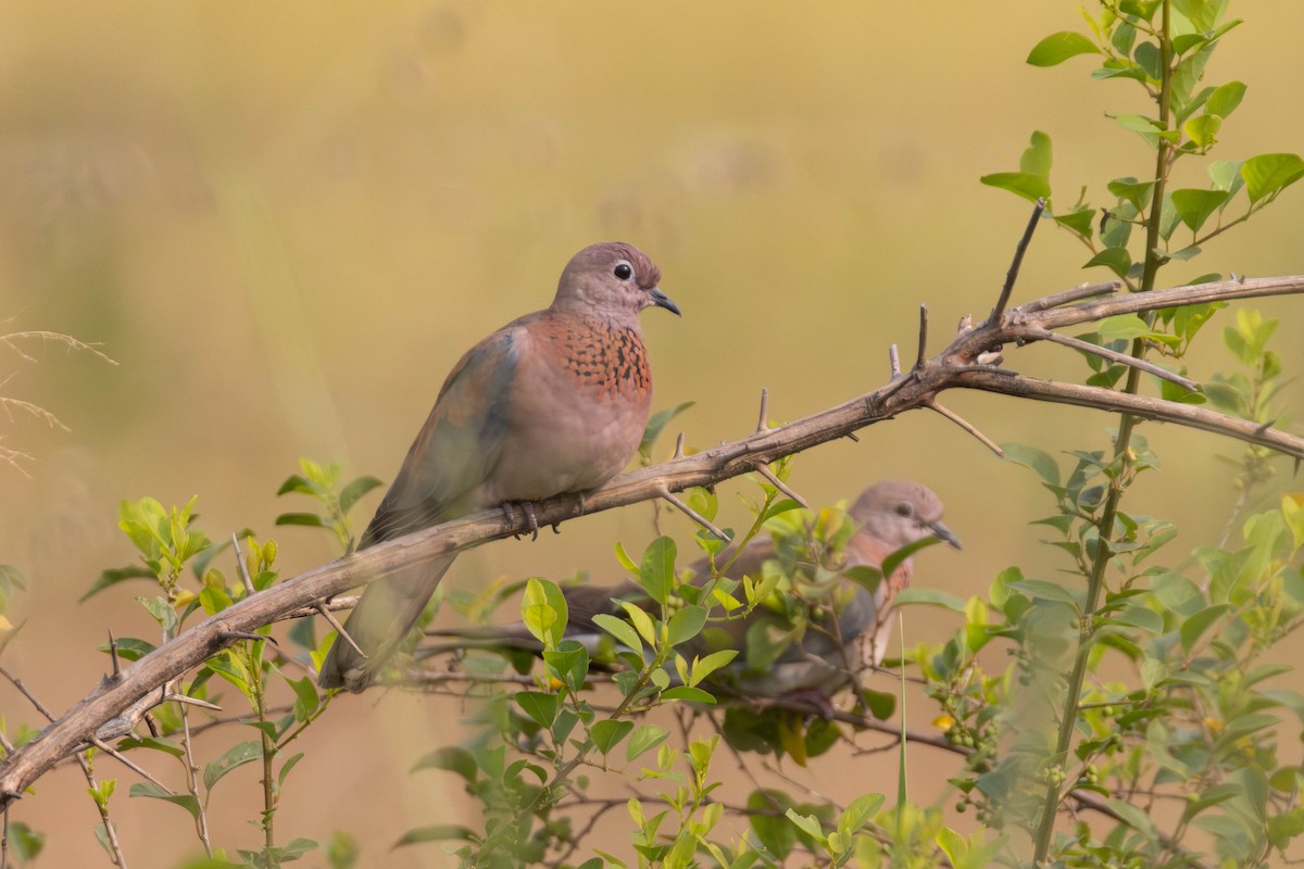 Laughing Dove - ML638328508