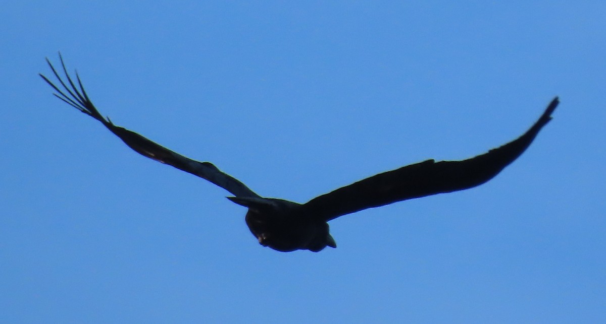 American Crow - ML638328518