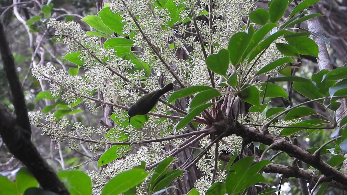 White-flanked Sunbird - ML638328521