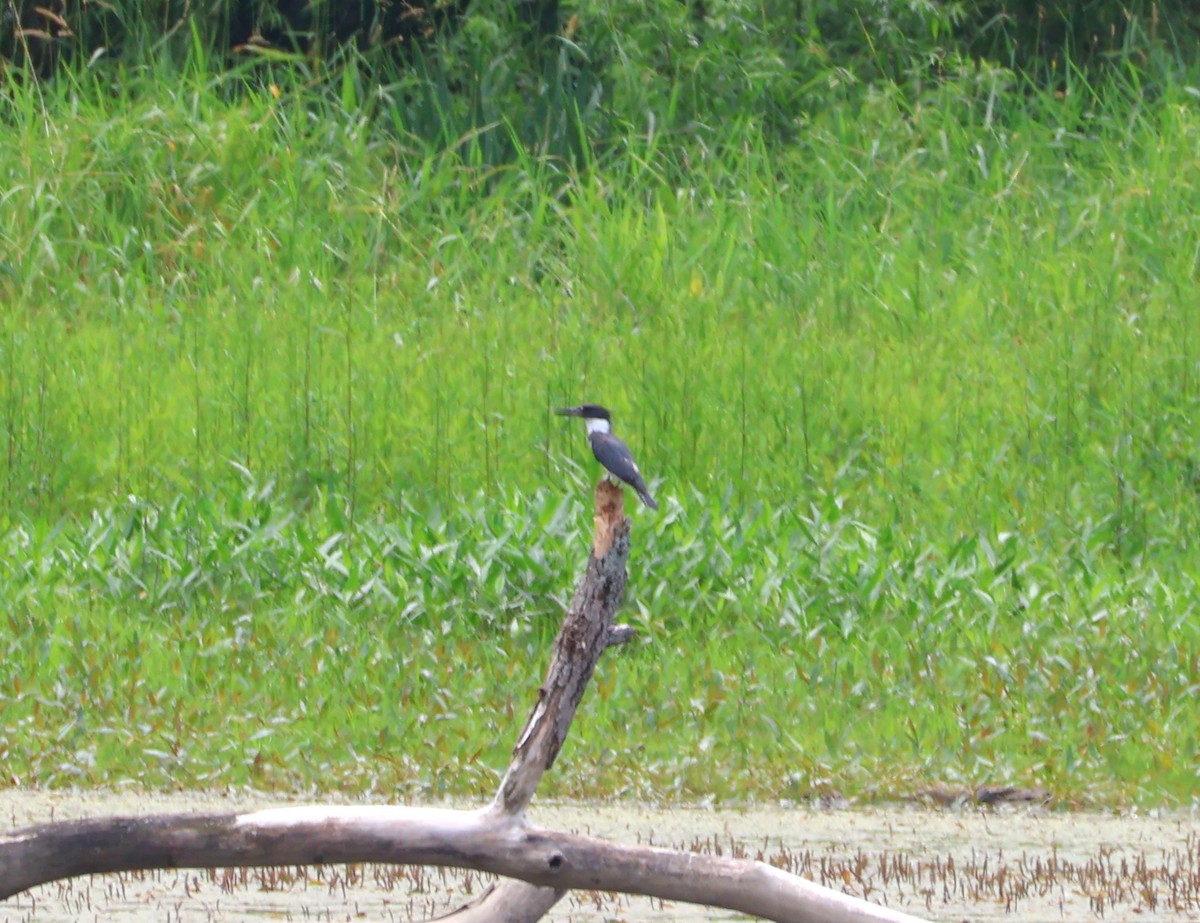 Belted Kingfisher - ML638328523