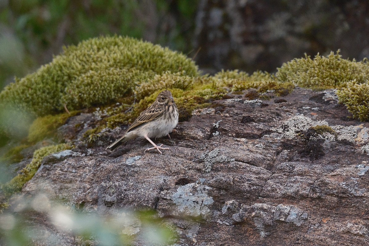 Tree Pipit - ML638328537