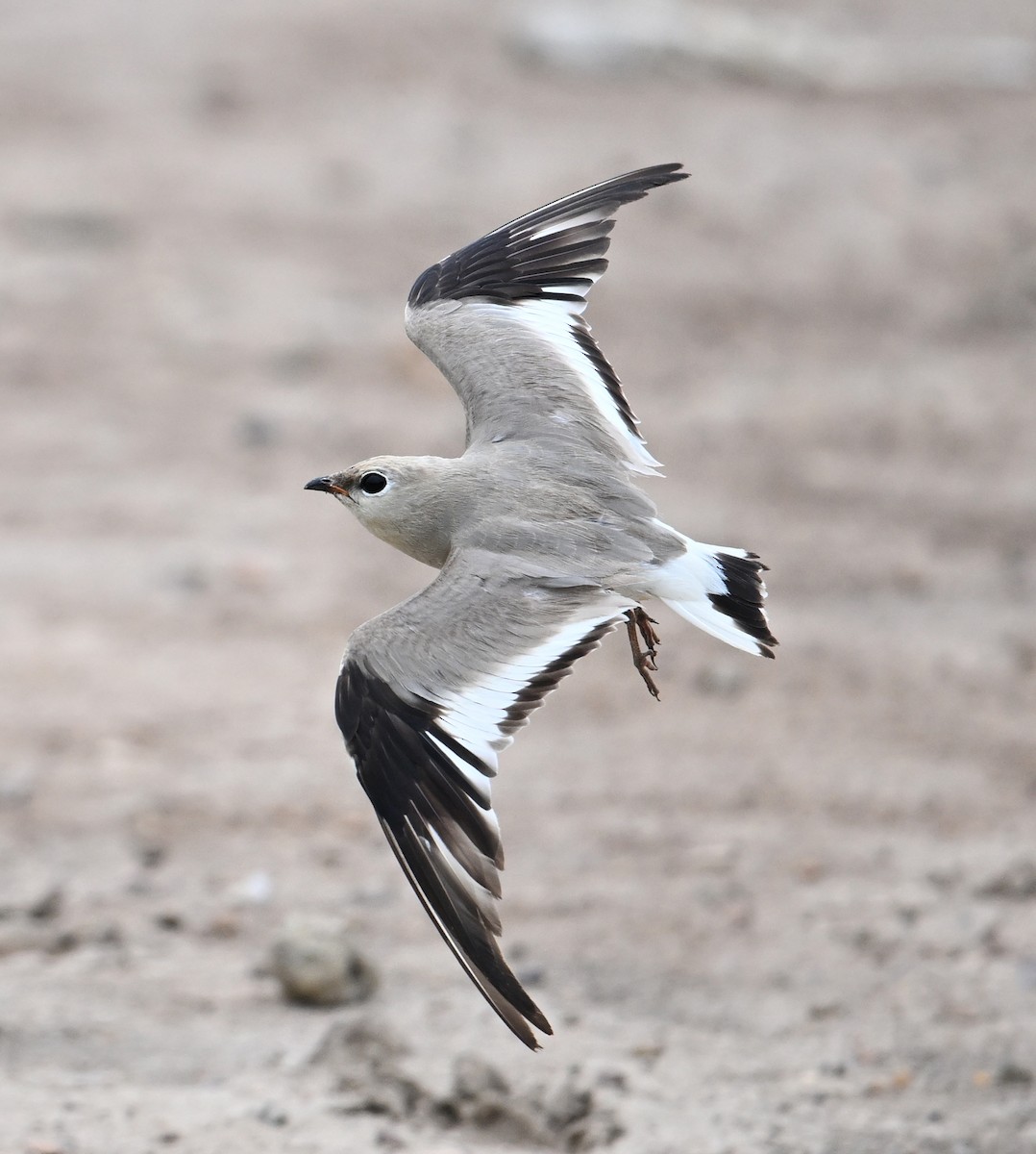 Small Pratincole - ML638328553