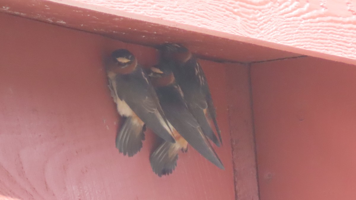 Cliff Swallow - ML638328566
