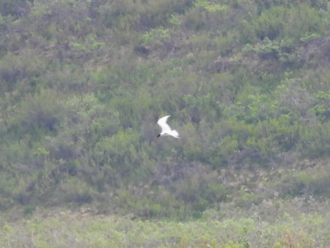 Caspian Tern - ML638328568