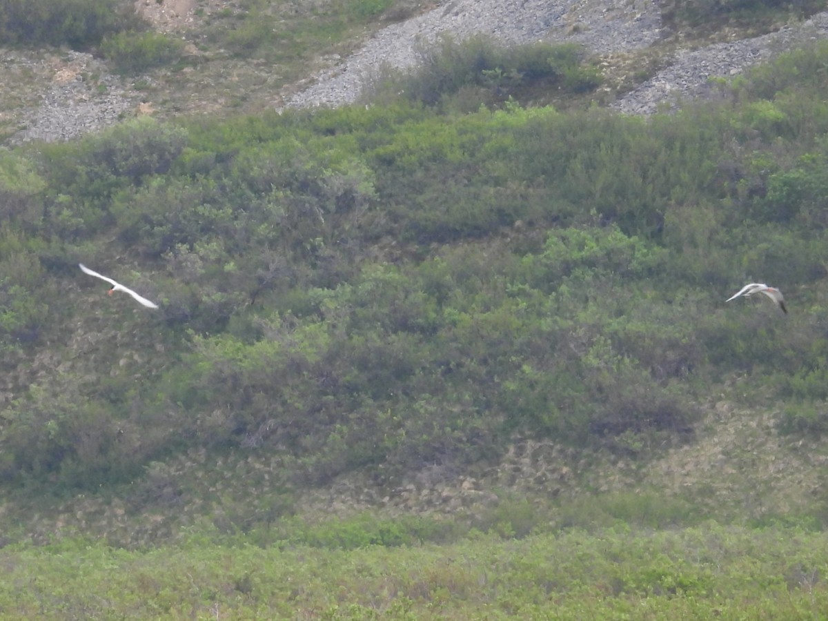 Caspian Tern - ML638328569