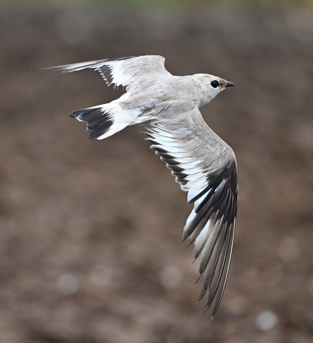Small Pratincole - ML638328570