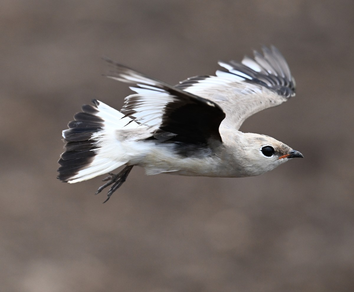 Small Pratincole - ML638328573