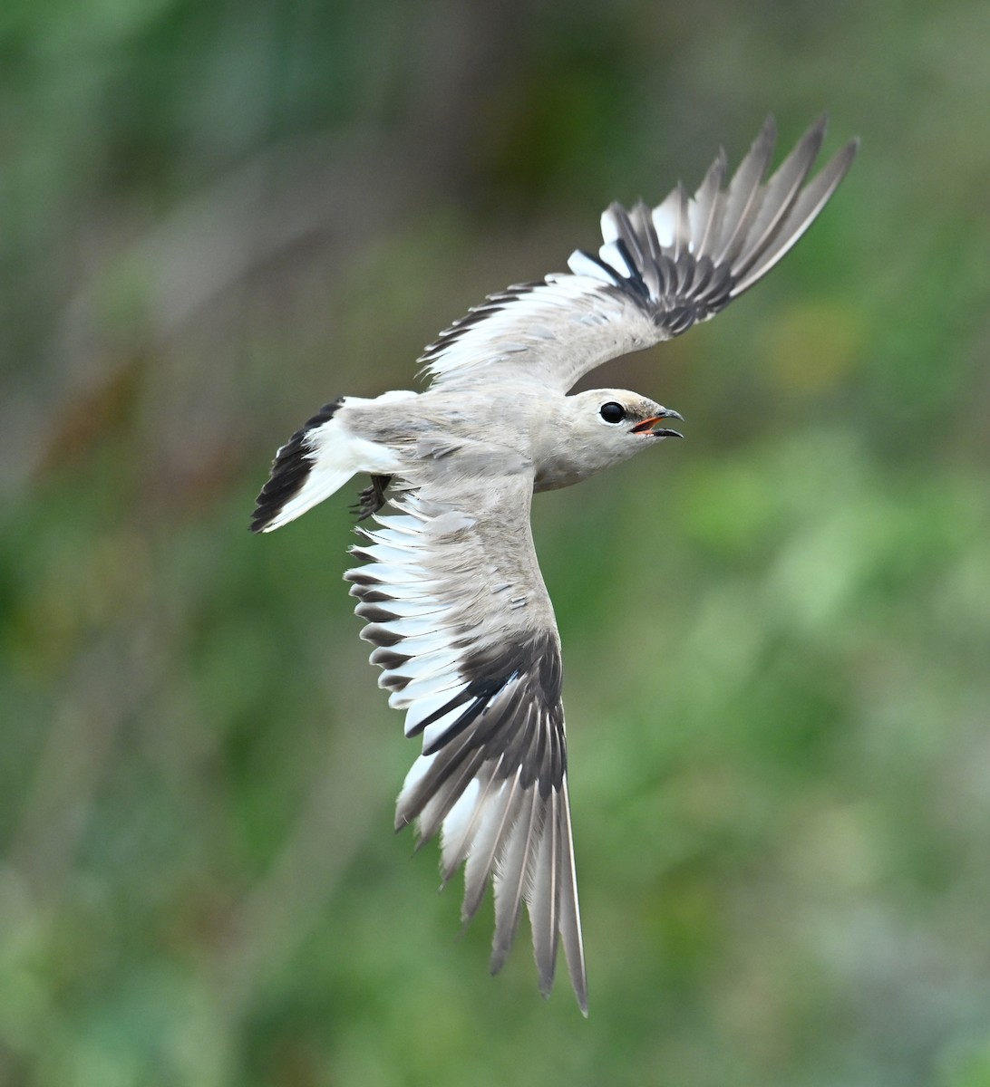 Small Pratincole - ML638328574