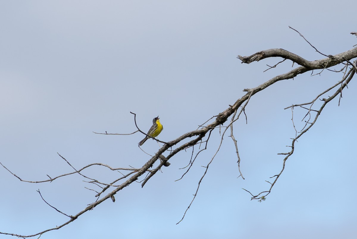 Kirtland's Warbler - ML638328576