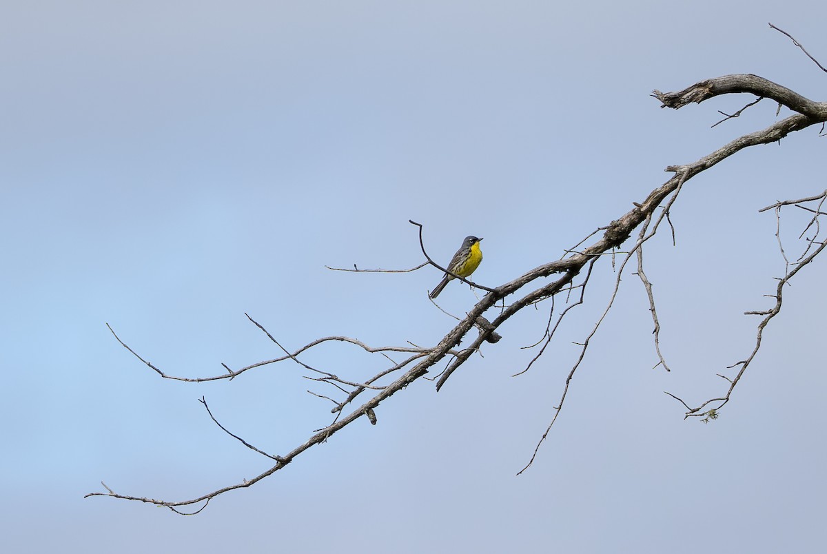 Kirtland's Warbler - ML638328577