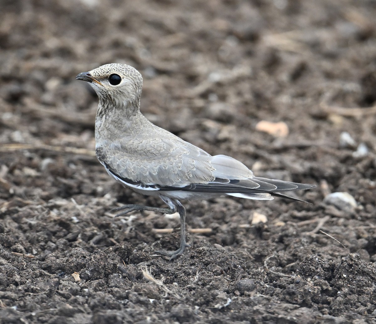 ouhorlík malý - ML638328593