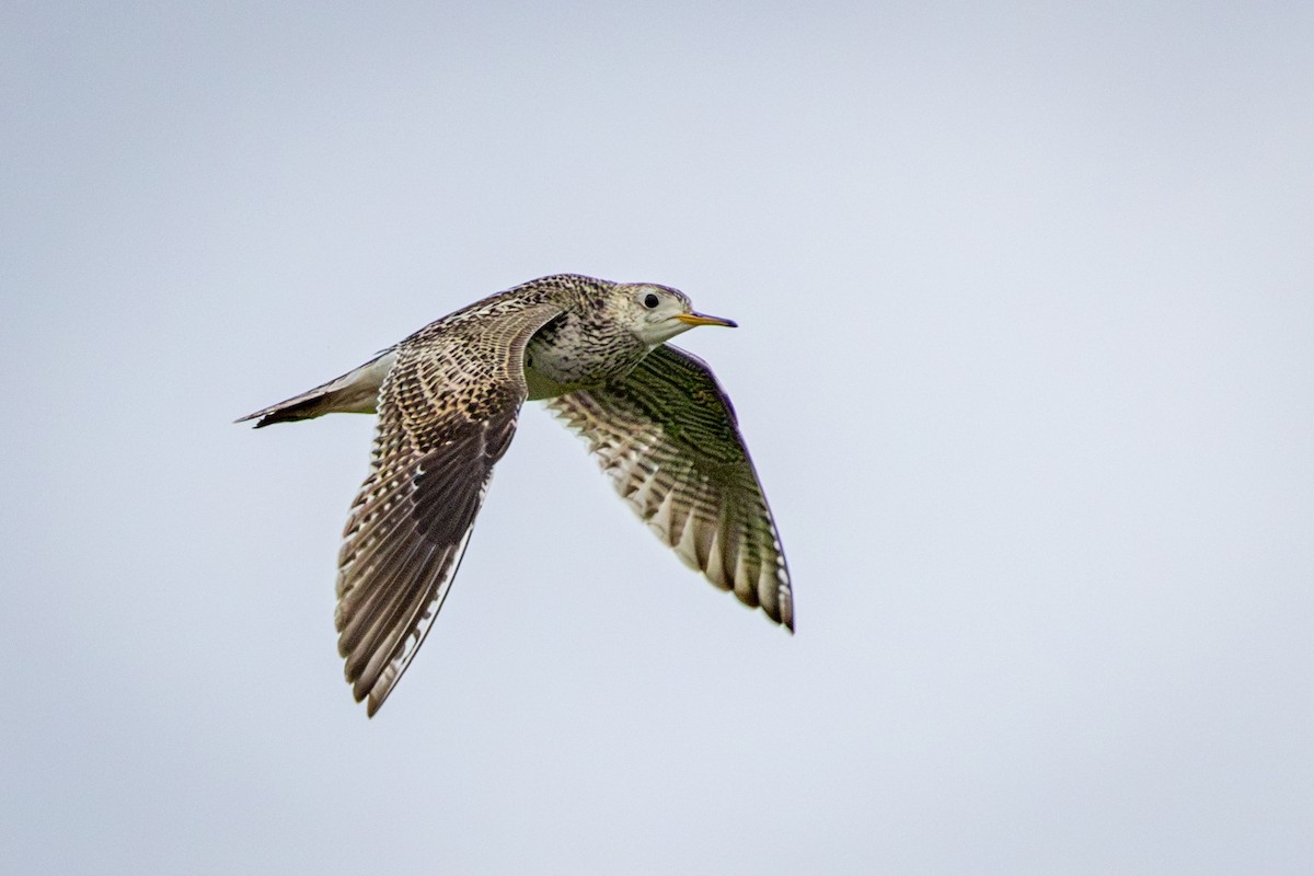 Upland Sandpiper - ML638328594