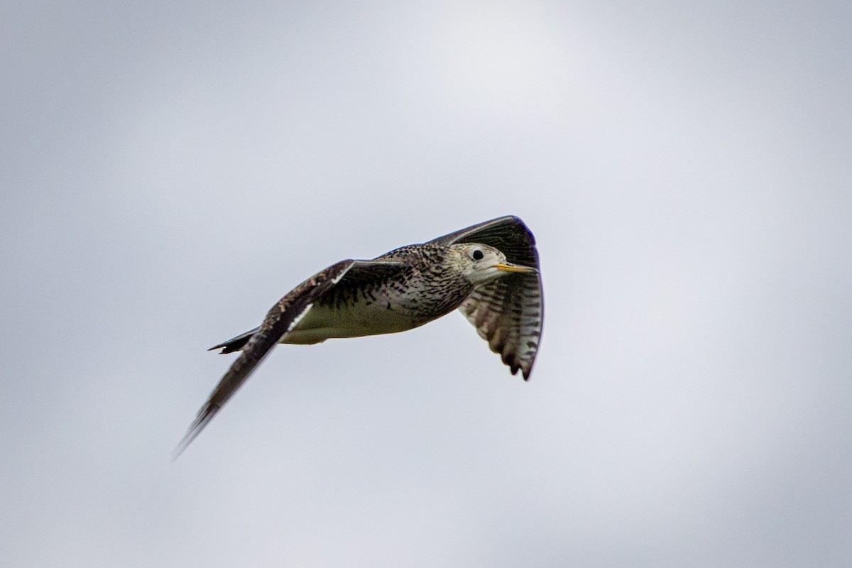 Upland Sandpiper - ML638328595