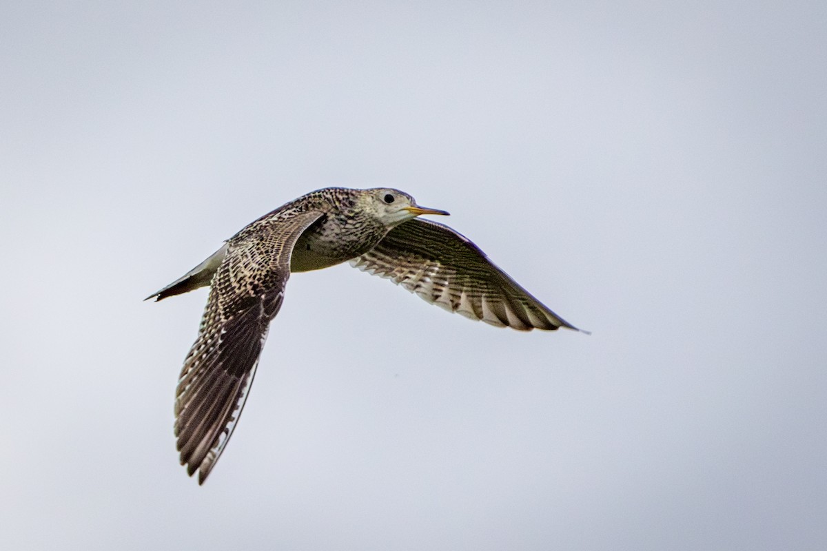 Upland Sandpiper - ML638328596
