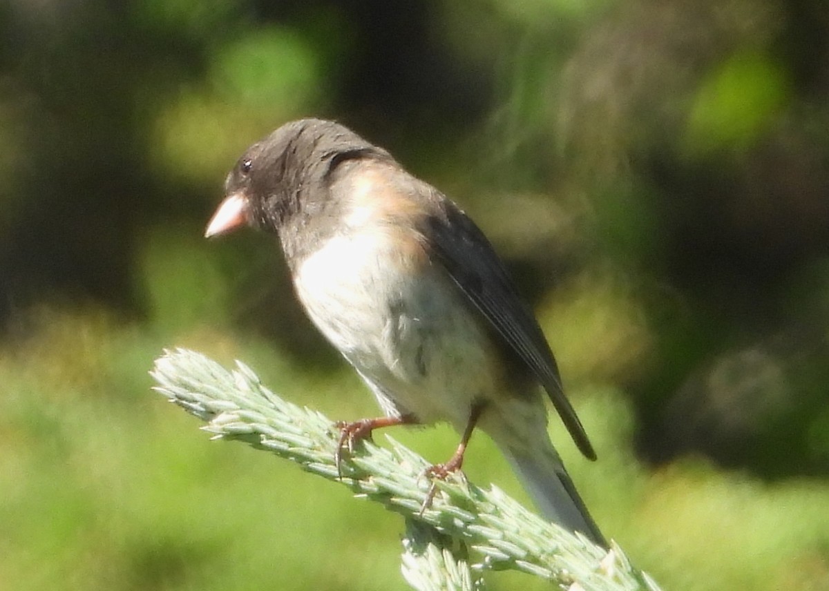 Dark-eyed Junco (Slate-colored) - ML638328606