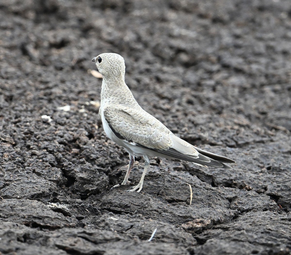 ouhorlík malý - ML638328608