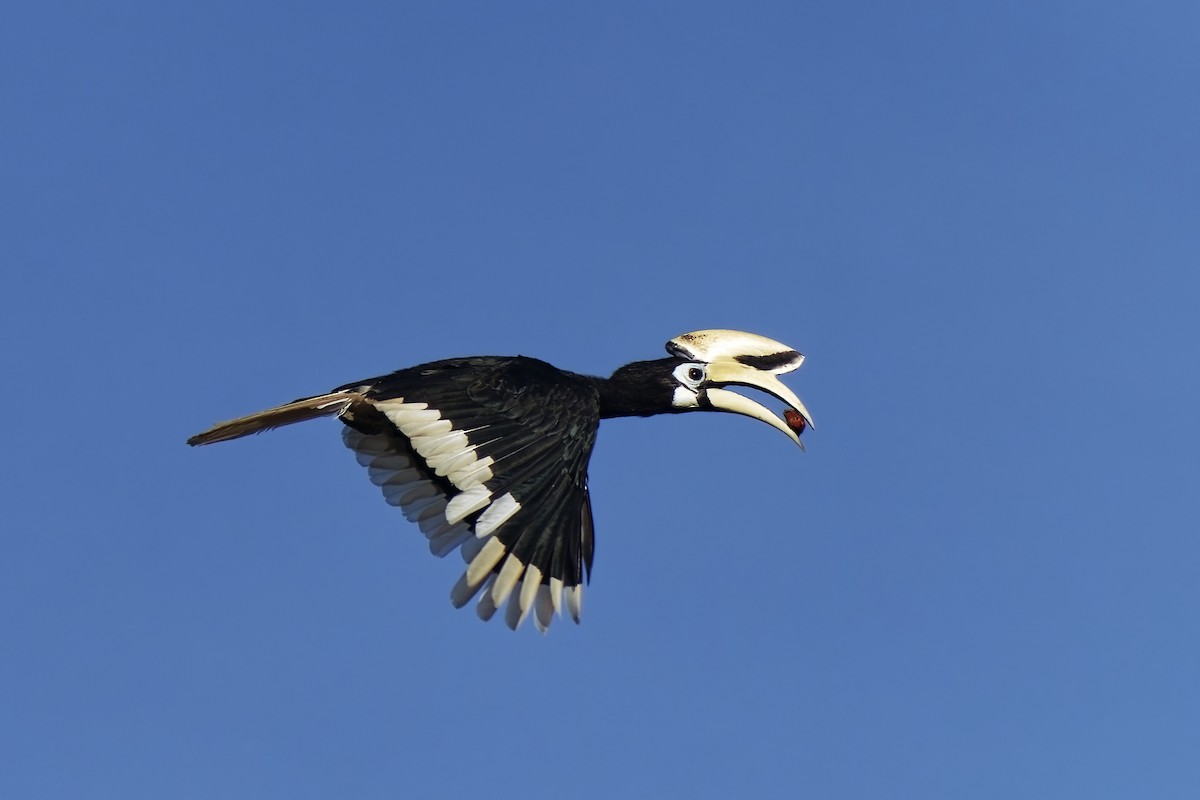 Oriental Pied-Hornbill - ML638328617