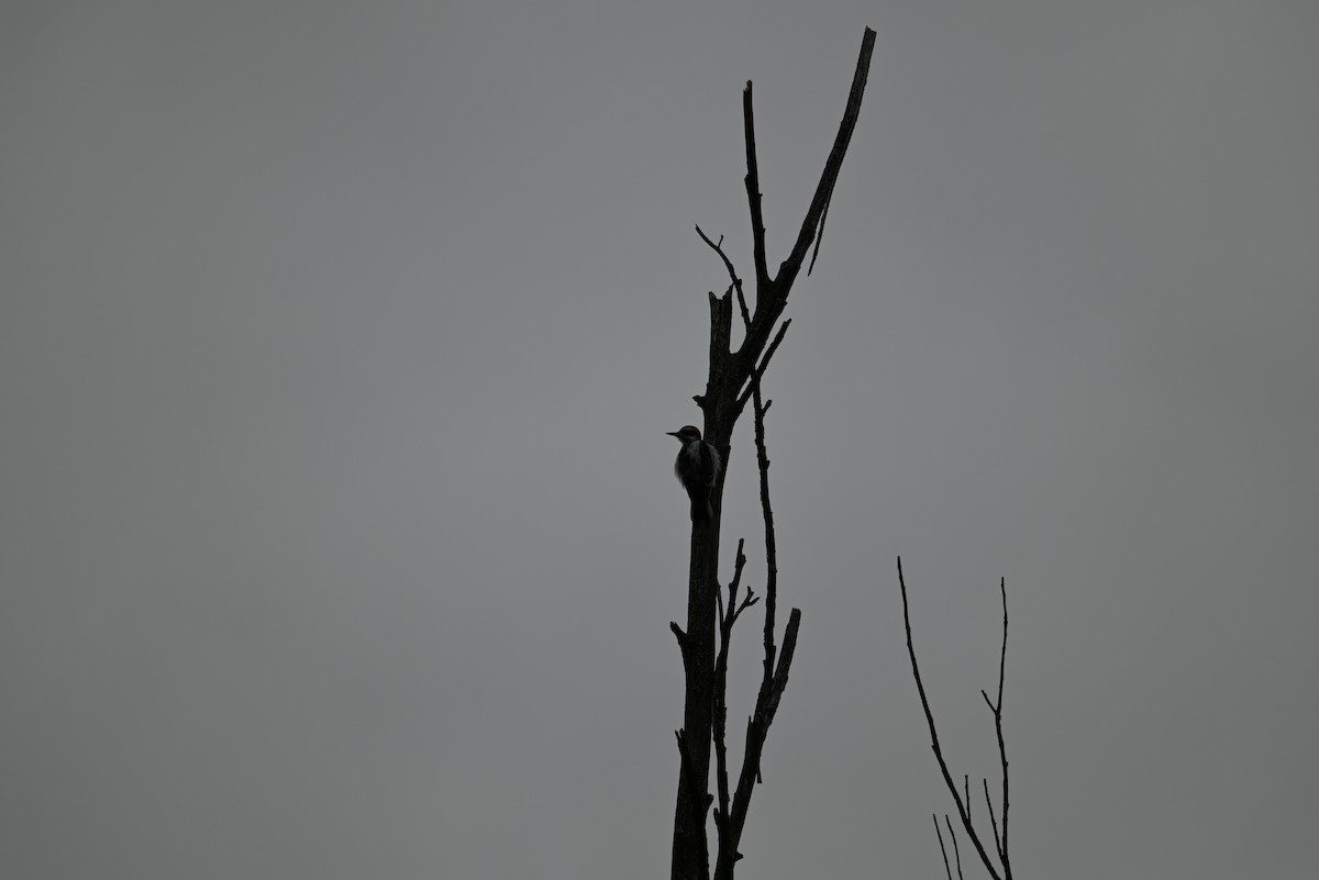 Pic chevelu - ML638328618