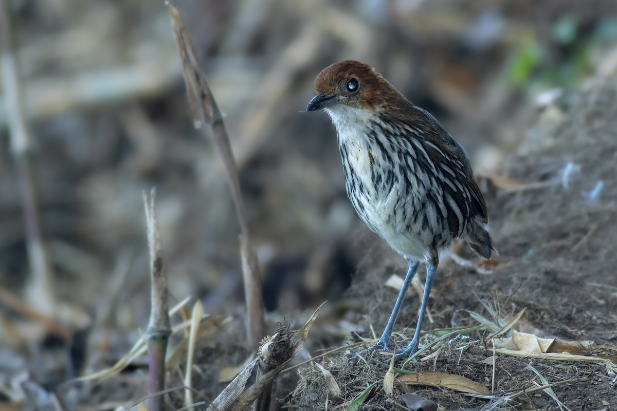 Rostkappen-Ameisenpitta - ML638328619