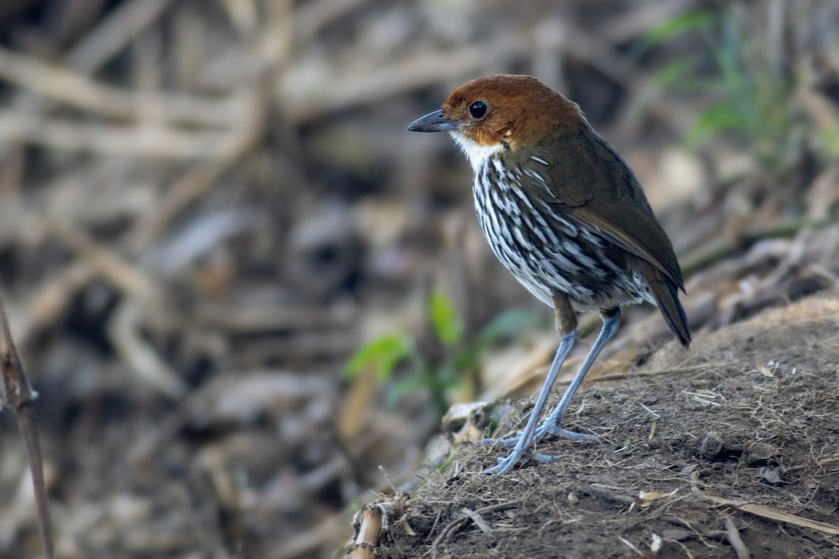 Rostkappen-Ameisenpitta - ML638328620