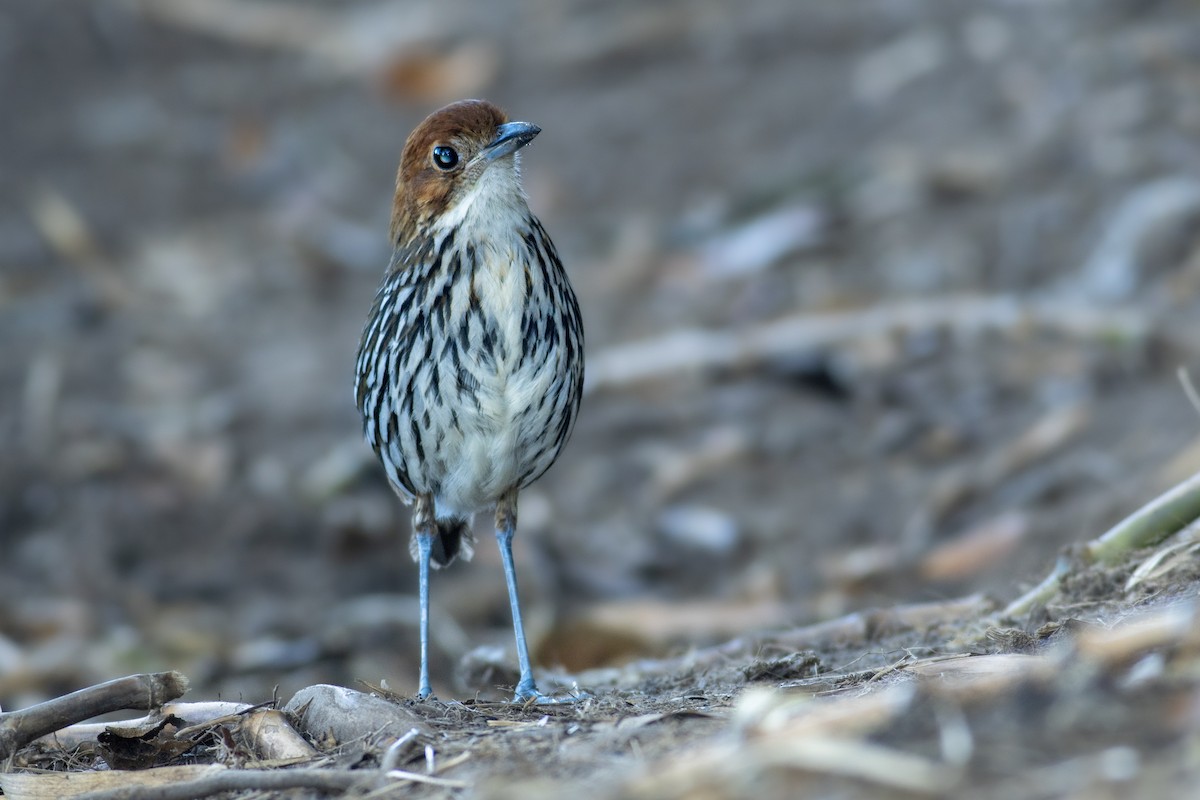 Rostkappen-Ameisenpitta - ML638328621