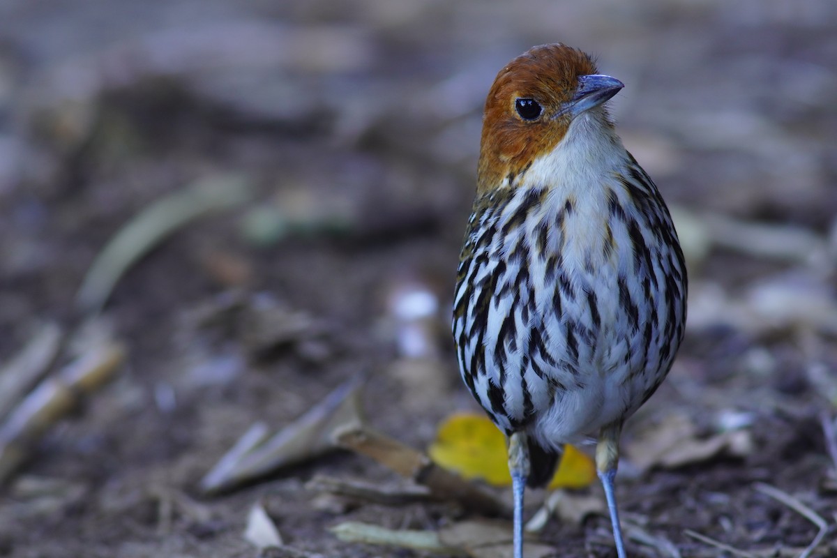 Rostkappen-Ameisenpitta - ML638328622