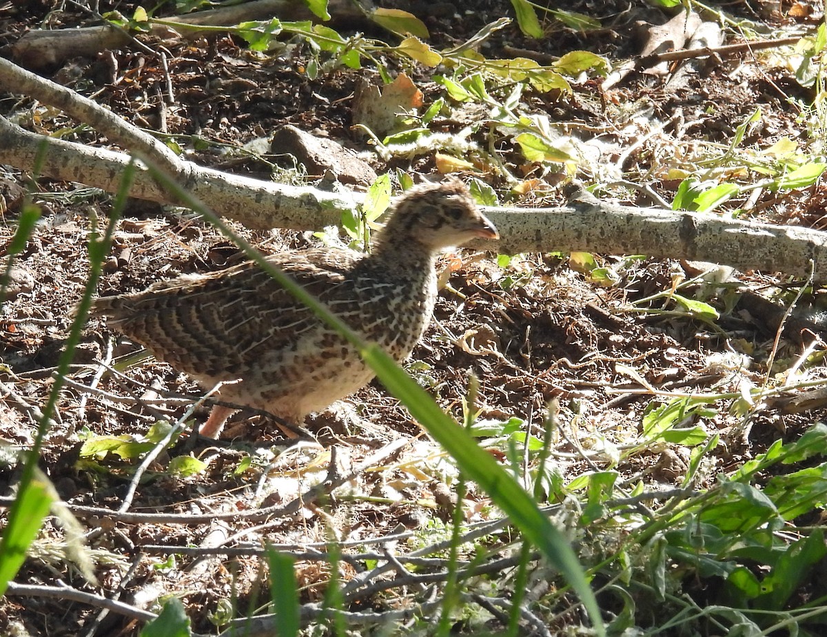 Dusky Grouse - ML638328624