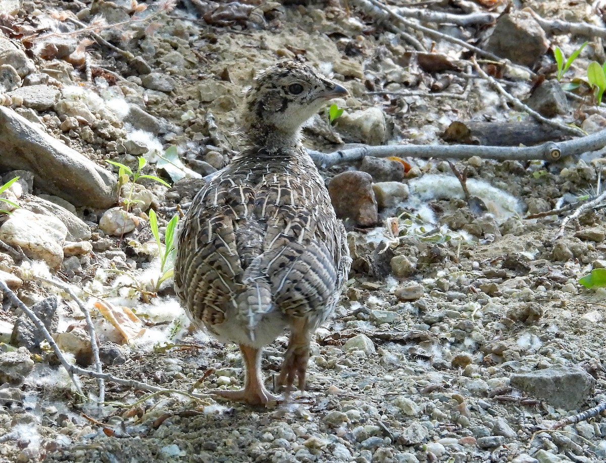 Dusky Grouse - ML638328625