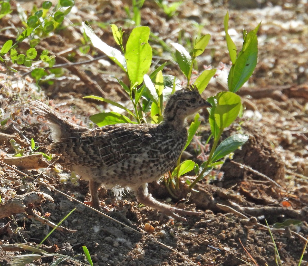 Dusky Grouse - ML638328626