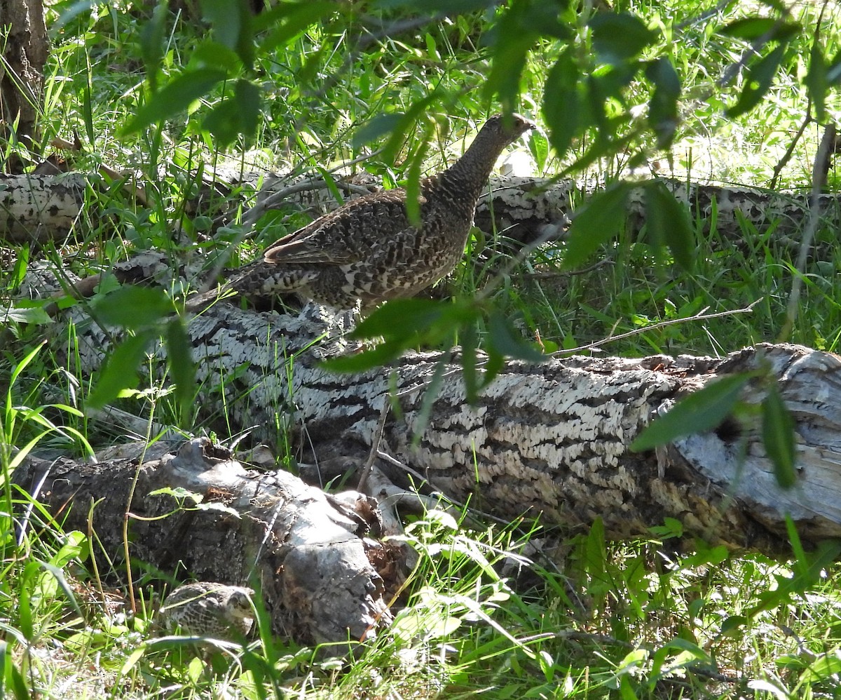 Dusky Grouse - ML638328627
