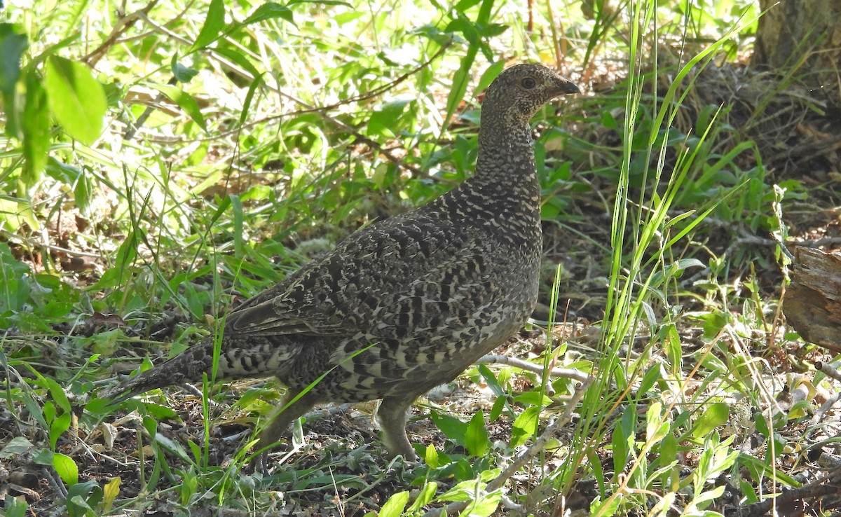 Dusky Grouse - ML638328628