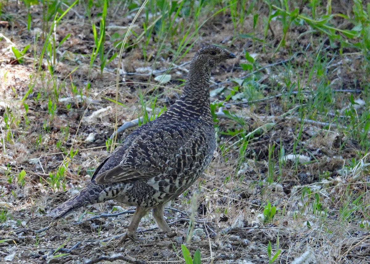 アオライチョウ - ML638328629