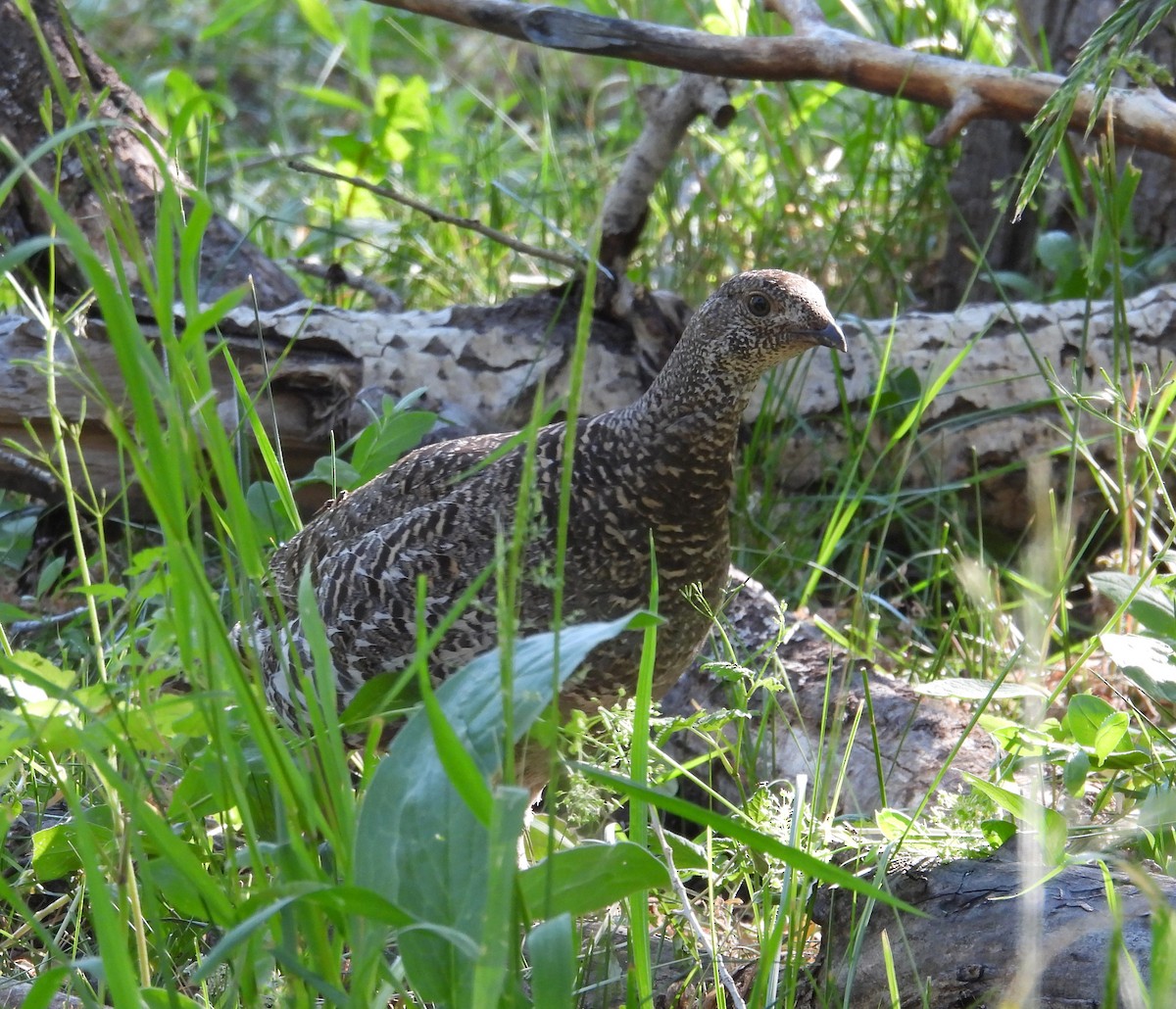 Dusky Grouse - ML638328630