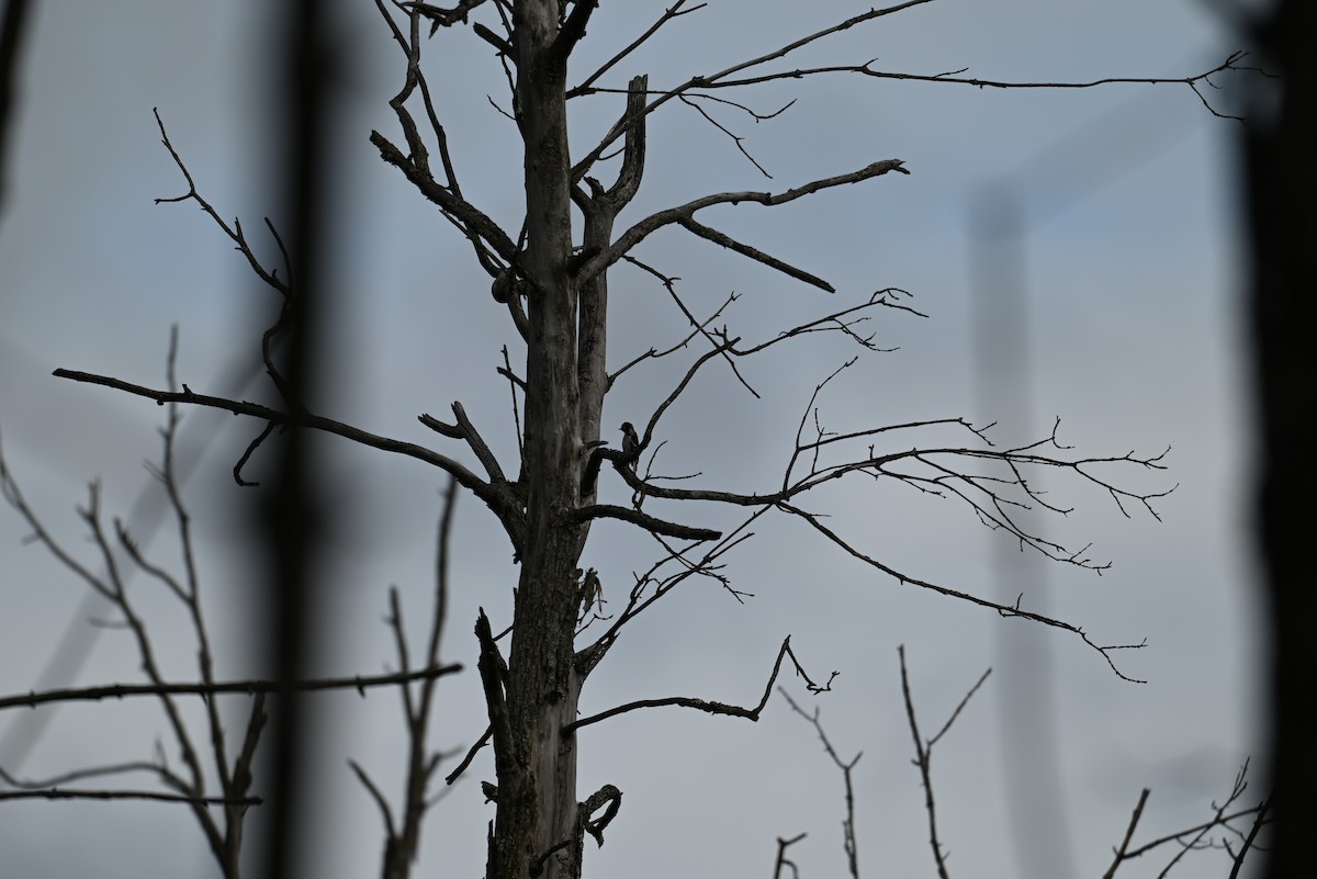 Downy Woodpecker - ML638328660
