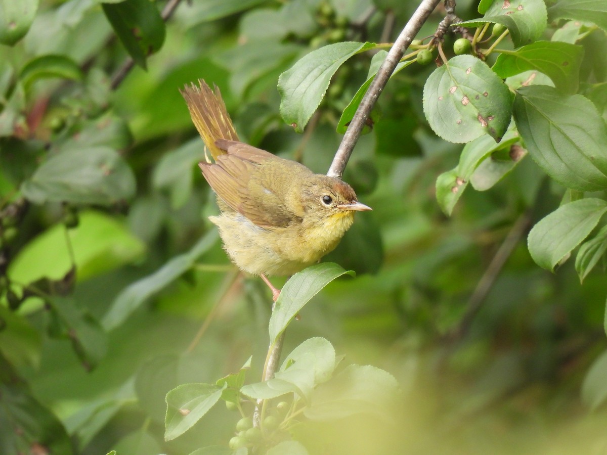 Common Yellowthroat - ML638328661