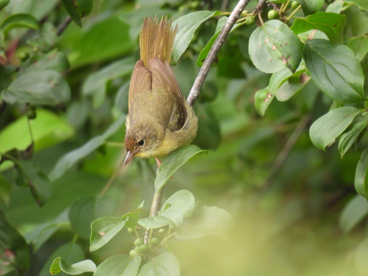 Common Yellowthroat - ML638328662