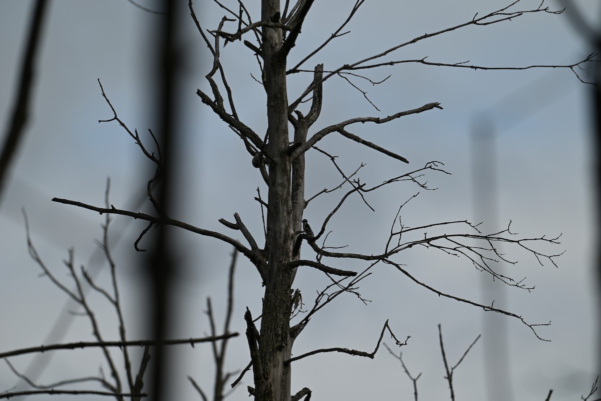 Downy Woodpecker - ML638328664