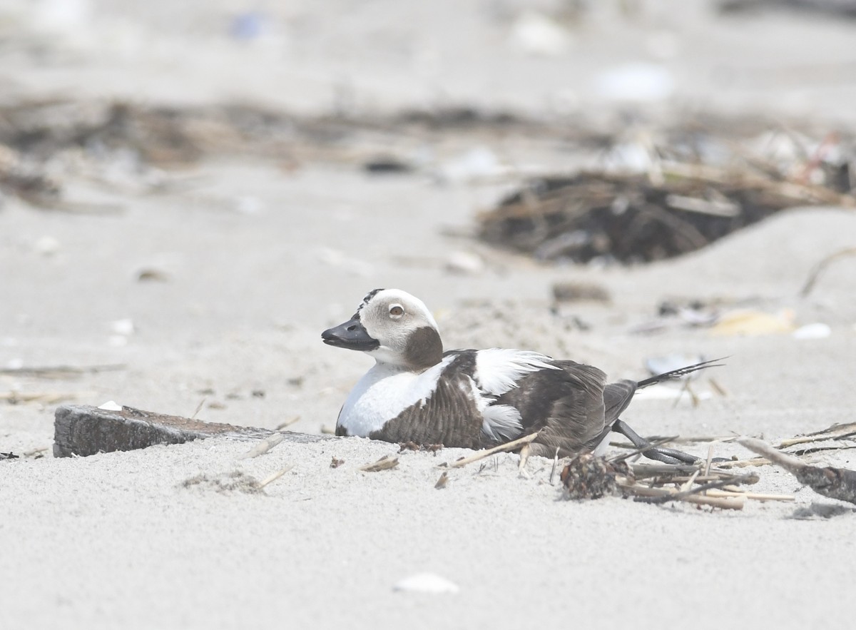 Long-tailed Duck - ML638328691