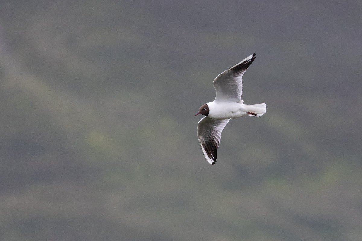 Black-headed Gull - ML638328702