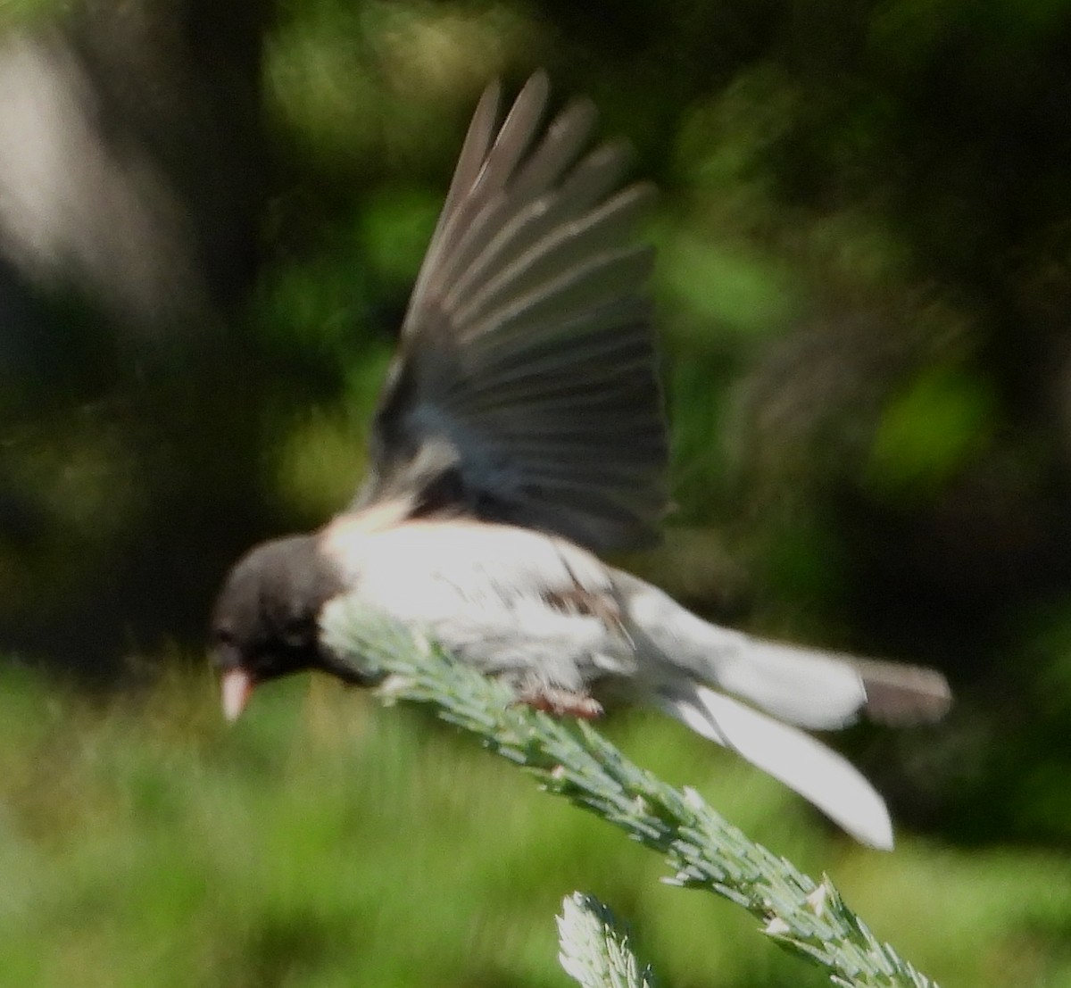 Dark-eyed Junco (Slate-colored) - ML638328703