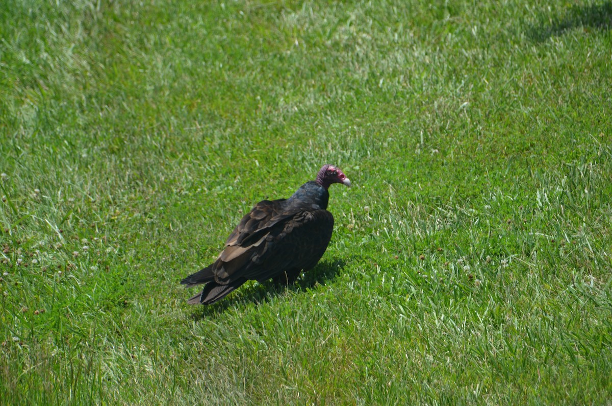 Aura Gallipavo - ML638328717