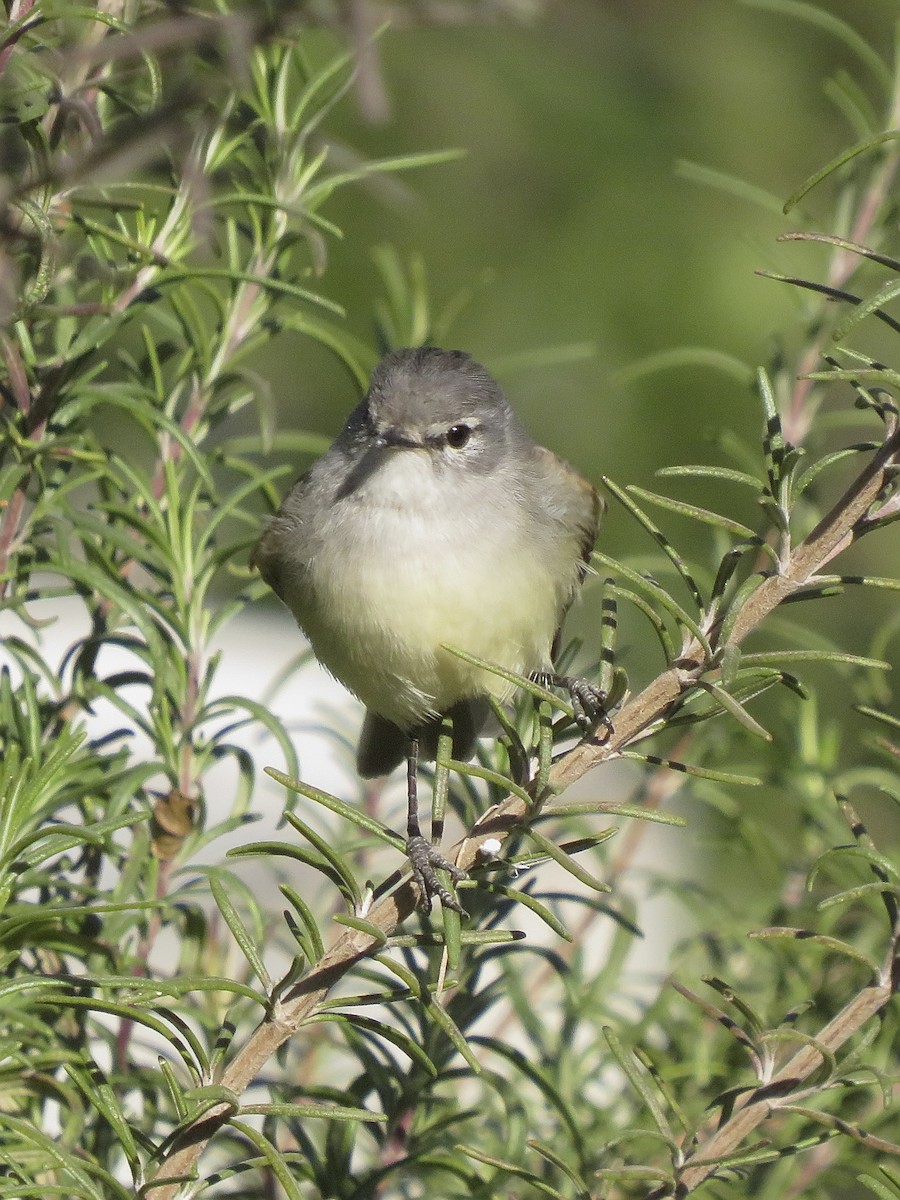 White-crested Tyrannulet - ML638328738