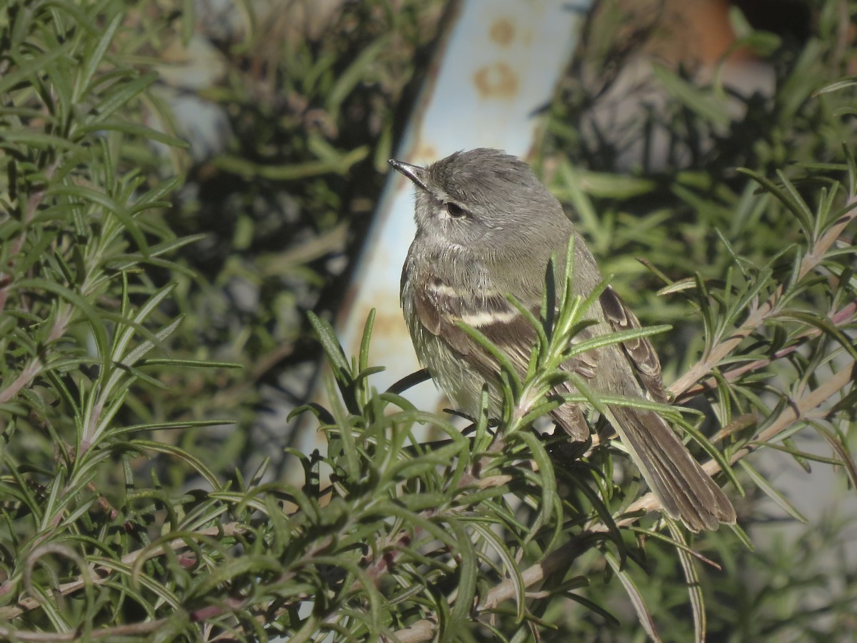 White-crested Tyrannulet - ML638328739